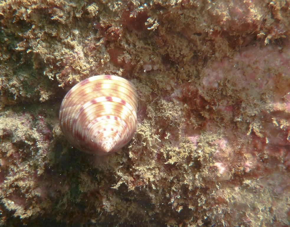 Calliostoma zizyphinum